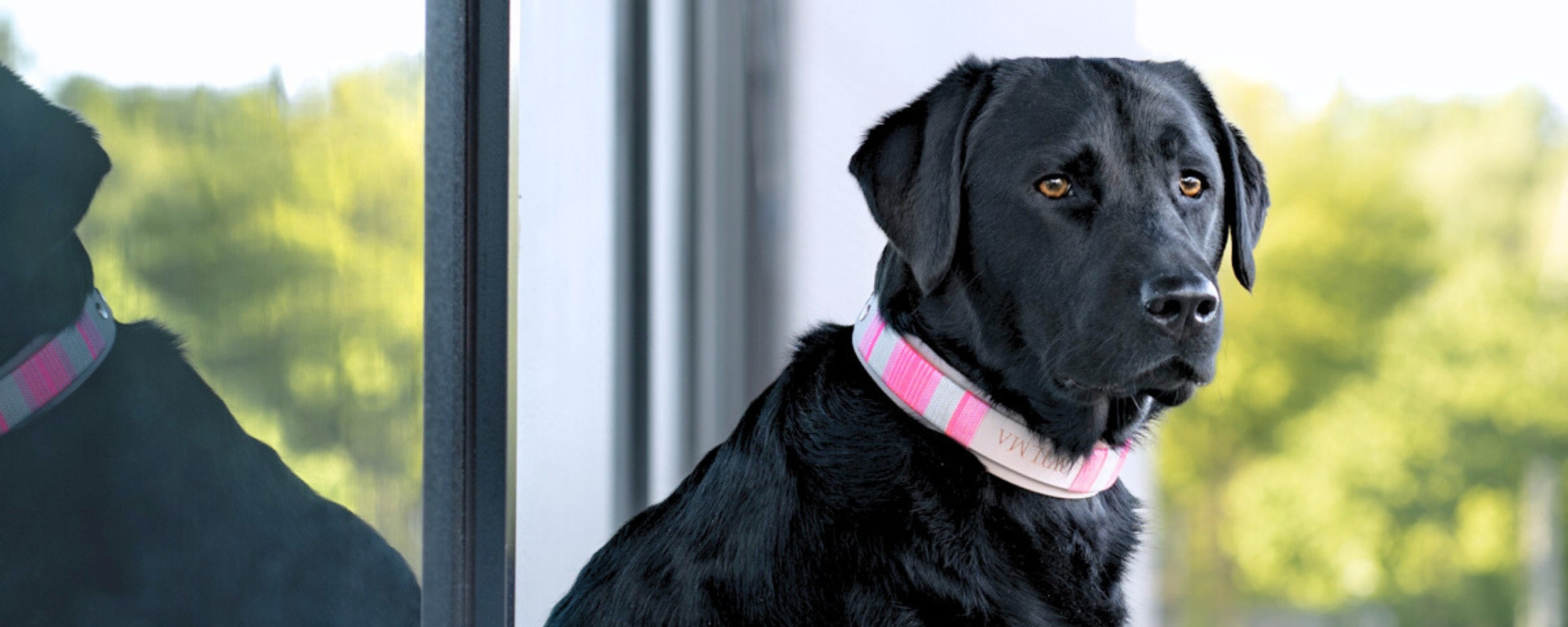 PUPPYROPE®: Mission Banner