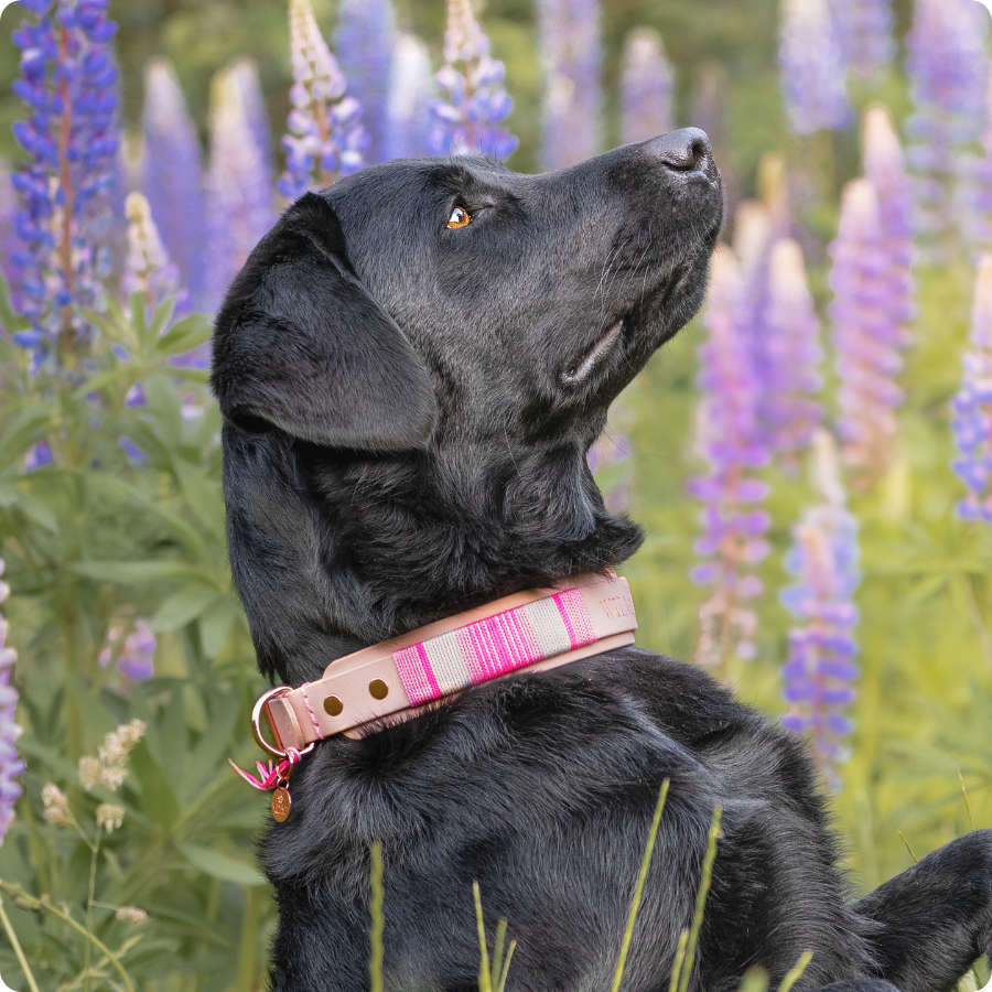 Biothane Leine Jolie - Petit