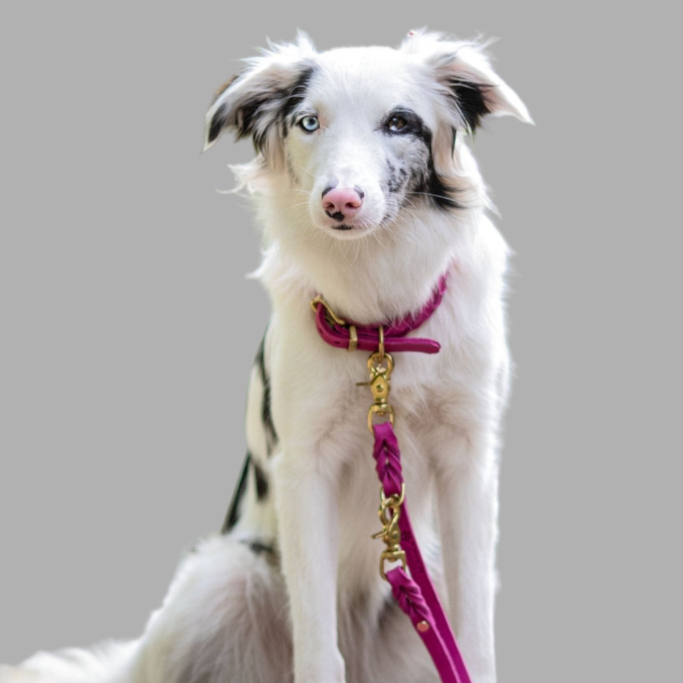 Halsband Asuna - Konfigurator - PUPPYROPE MANUFAKTUR®