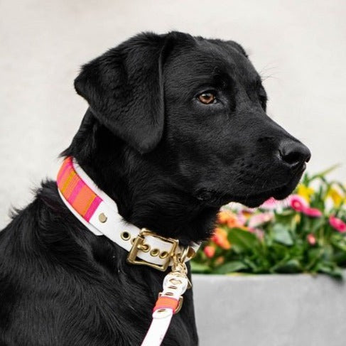 Halsband Wilma Double - Konfigurator - PUPPYROPE MANUFAKTUR®