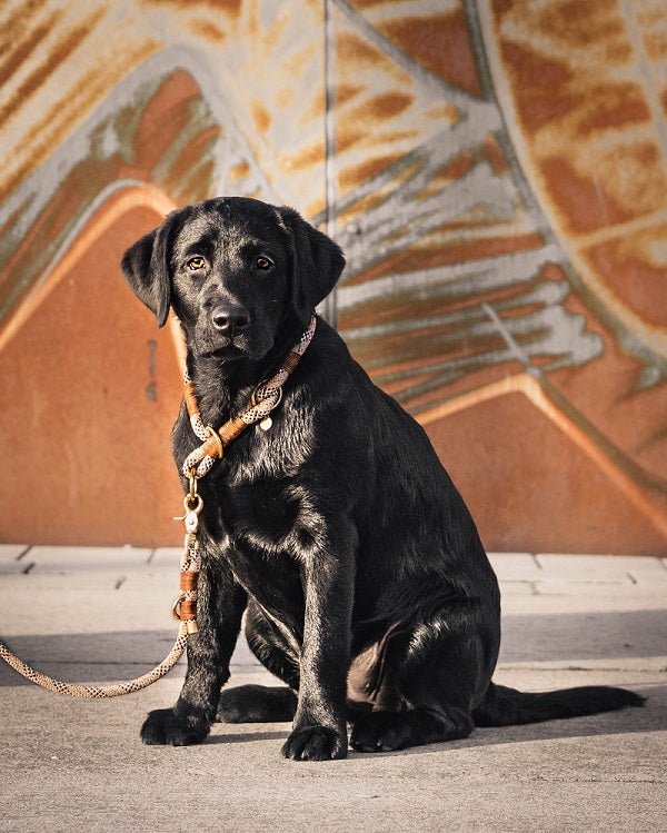 Leine Georgie - Konfigurator - PUPPYROPE MANUFAKTUR®