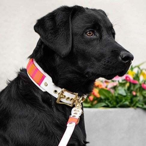 Set Wilma Double - Konfigurator - PUPPYROPE MANUFAKTUR®