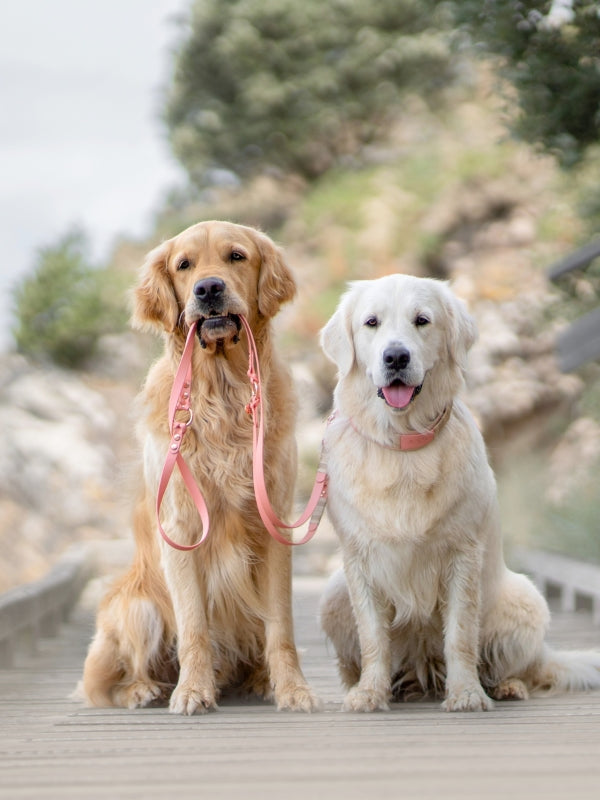 PUPPYROPE®: Leinen, Halsbänder & Sets Banner