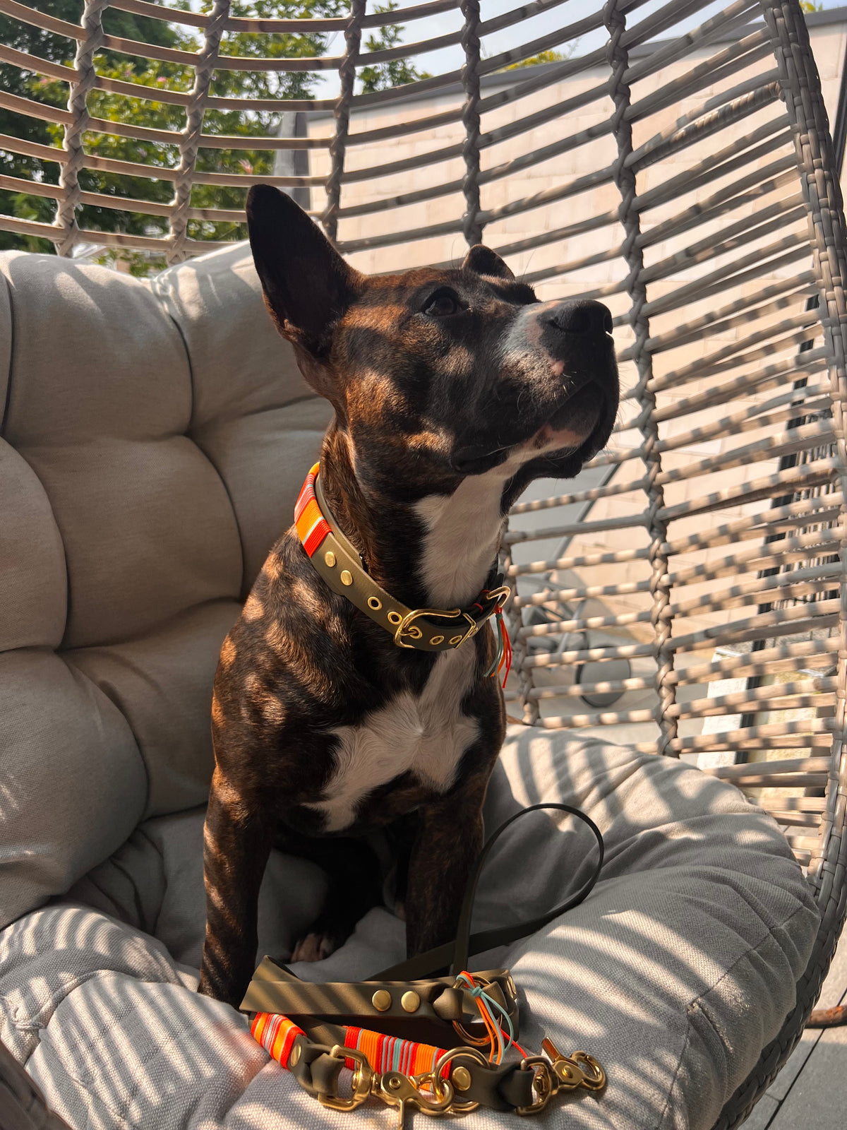 PUPPYROPE®: Shop the Look Set Wilma - Konfigurator Banner