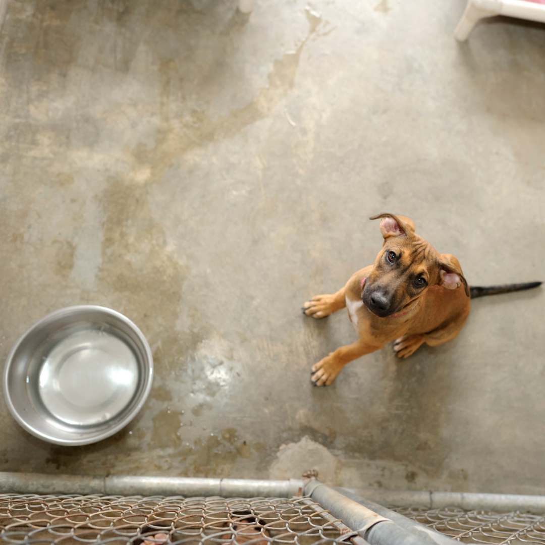 PUPPYROPE®: 1 Puppyrope = 1 voller Napf Banner