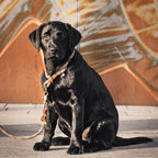 Leine Georgie - Konfigurator - PUPPYROPE MANUFAKTUR®